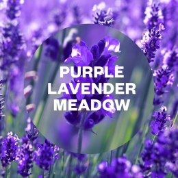 Reckitt Benckiser Air Wick Freshmatic Purple Lavender Meadow Wkład 250 ml
